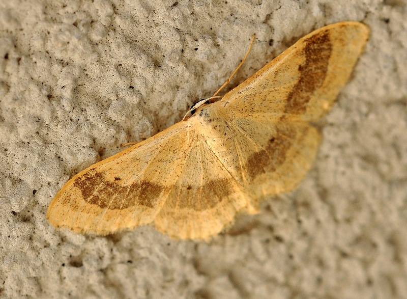 Idaea aversata (Linnaeus, 1758)